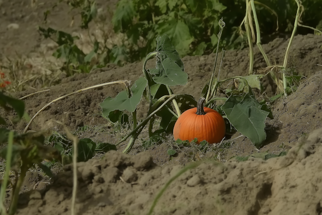 Autumn Harvest Pumpkin