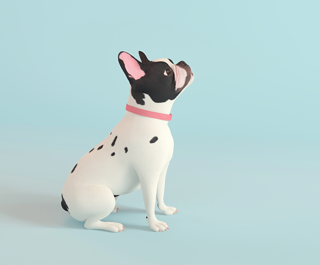 French Bulldog on Light Blue Background