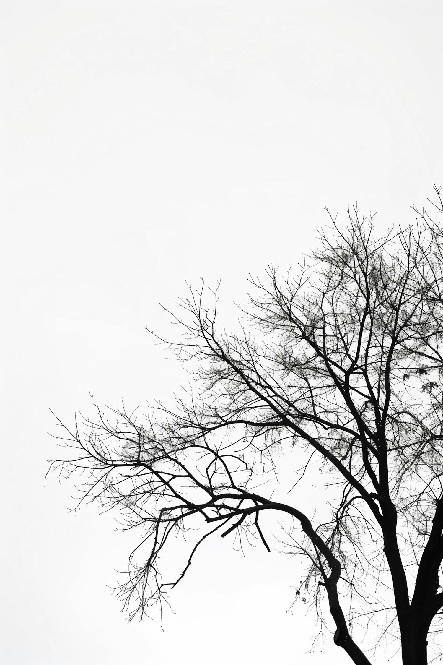 Bare Tree Silhouette