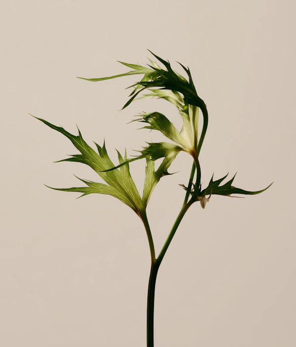 Elegant Green Plant