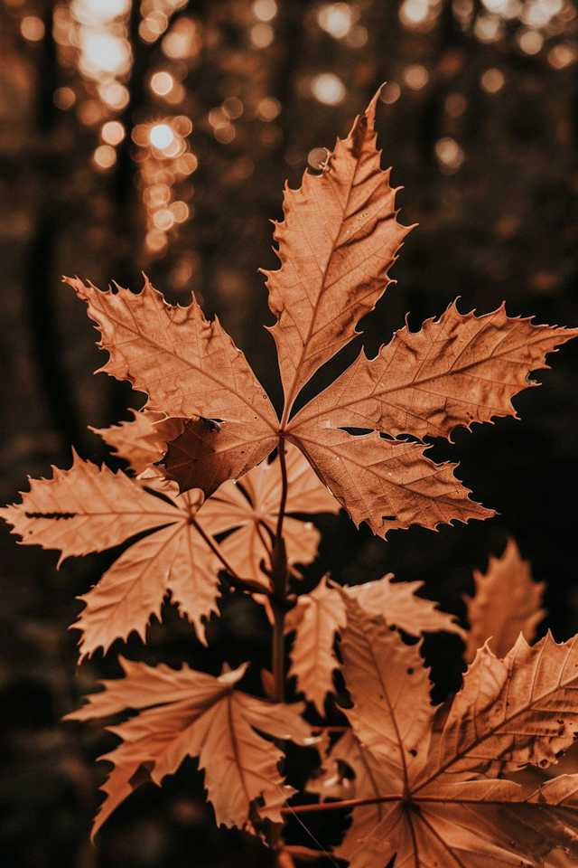 Autumn Leaves Close-Up