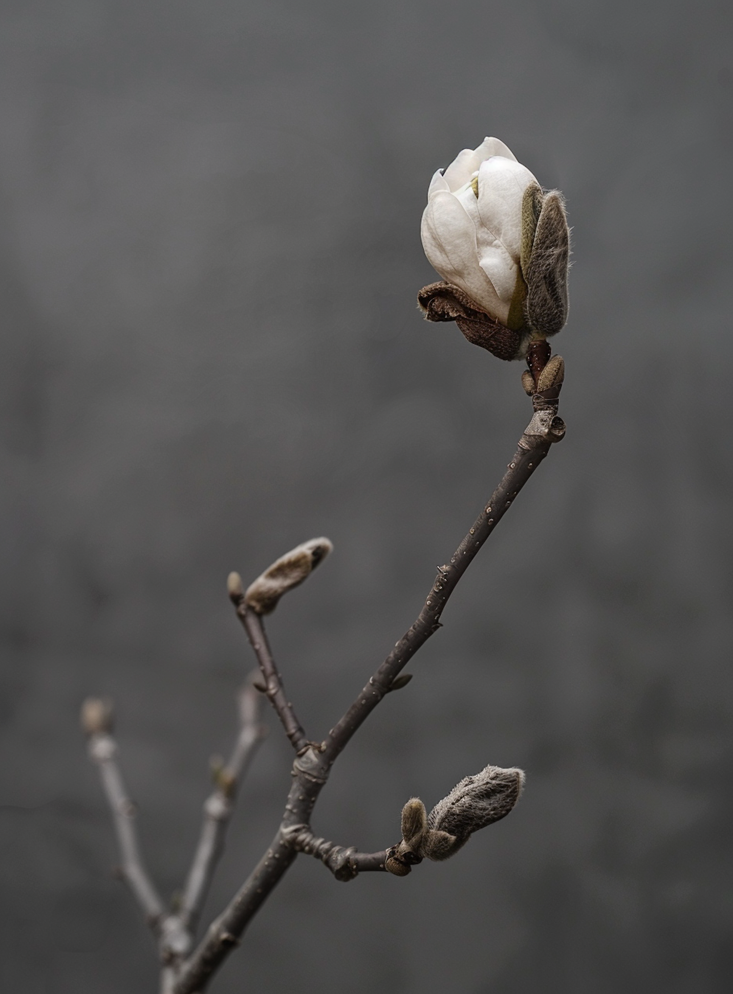 Early Bloom Magnolia Close-up