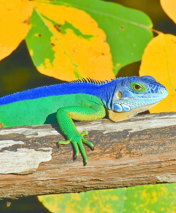 Vibrant Iguana in Natural Habitat