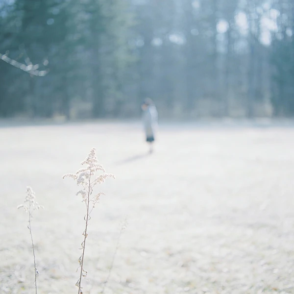 Misty Field Contemplation