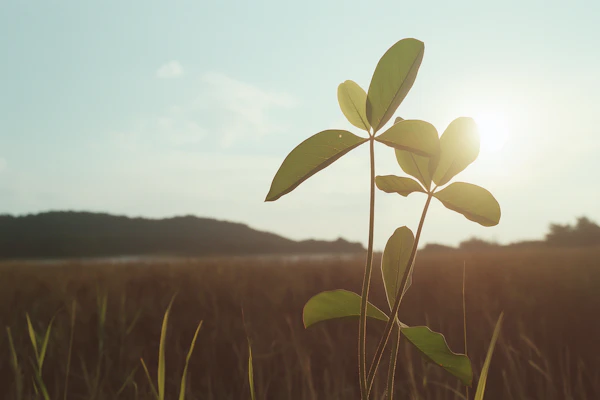 Young Plant in Sunset