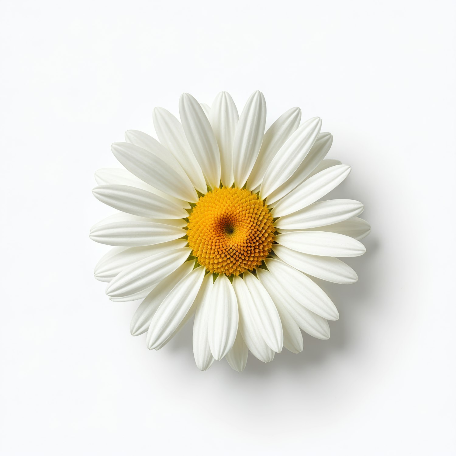 Daisy Flower on White Background