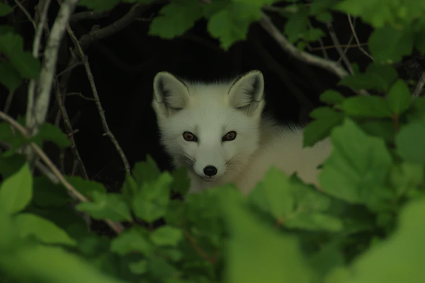 Arctic Fox in Forest