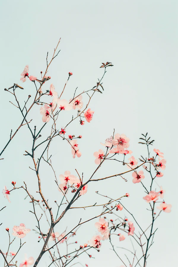 Tranquil Cherry Blossom