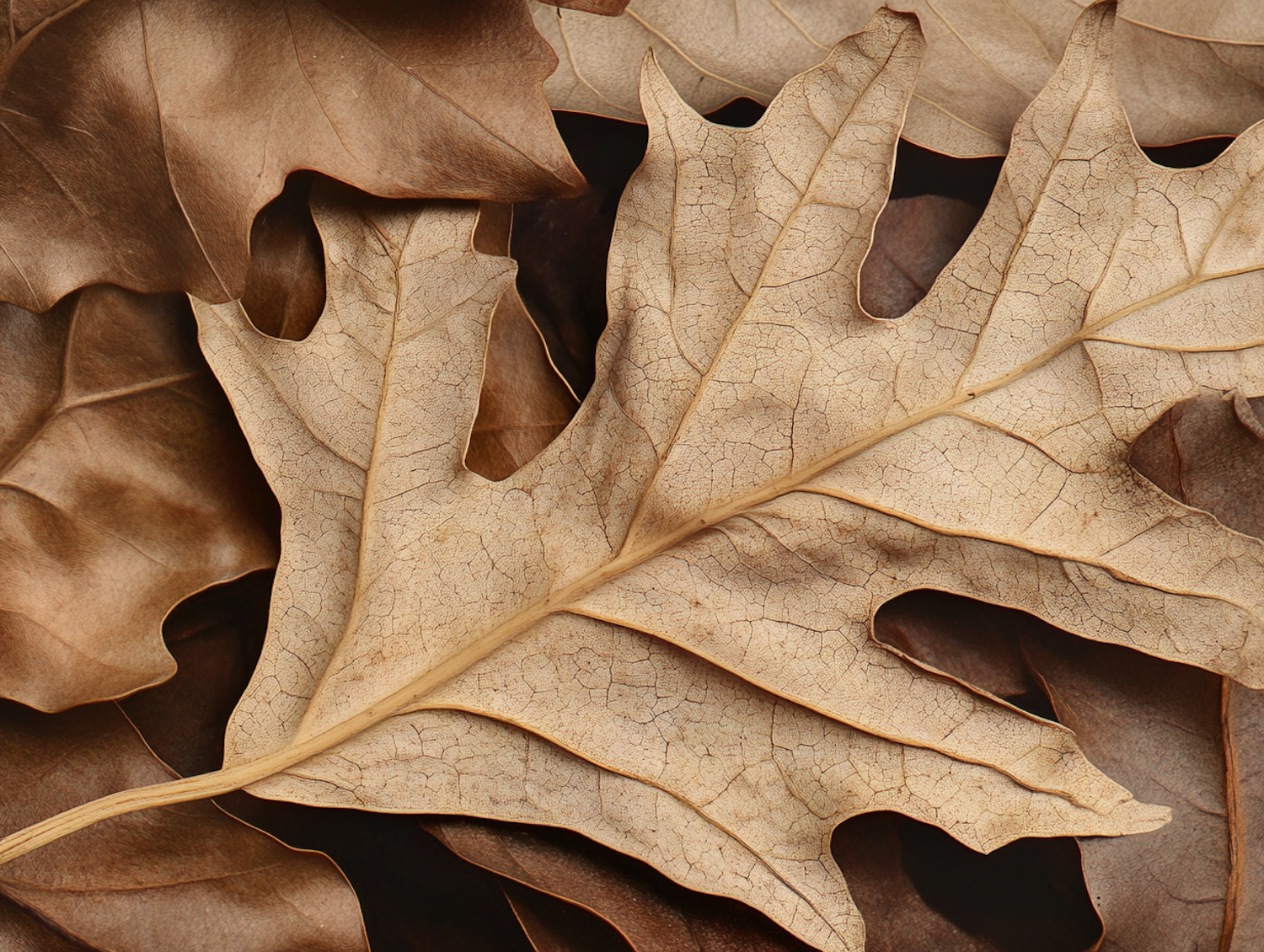 Autumn Leaves Close-Up