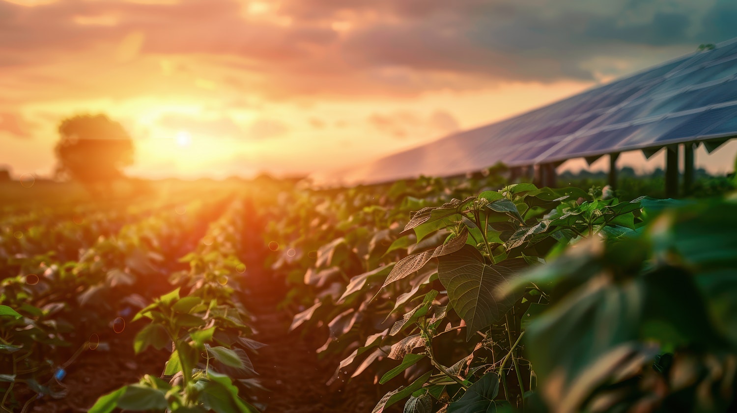 Sunset Agricultural Scene with Solar Panels