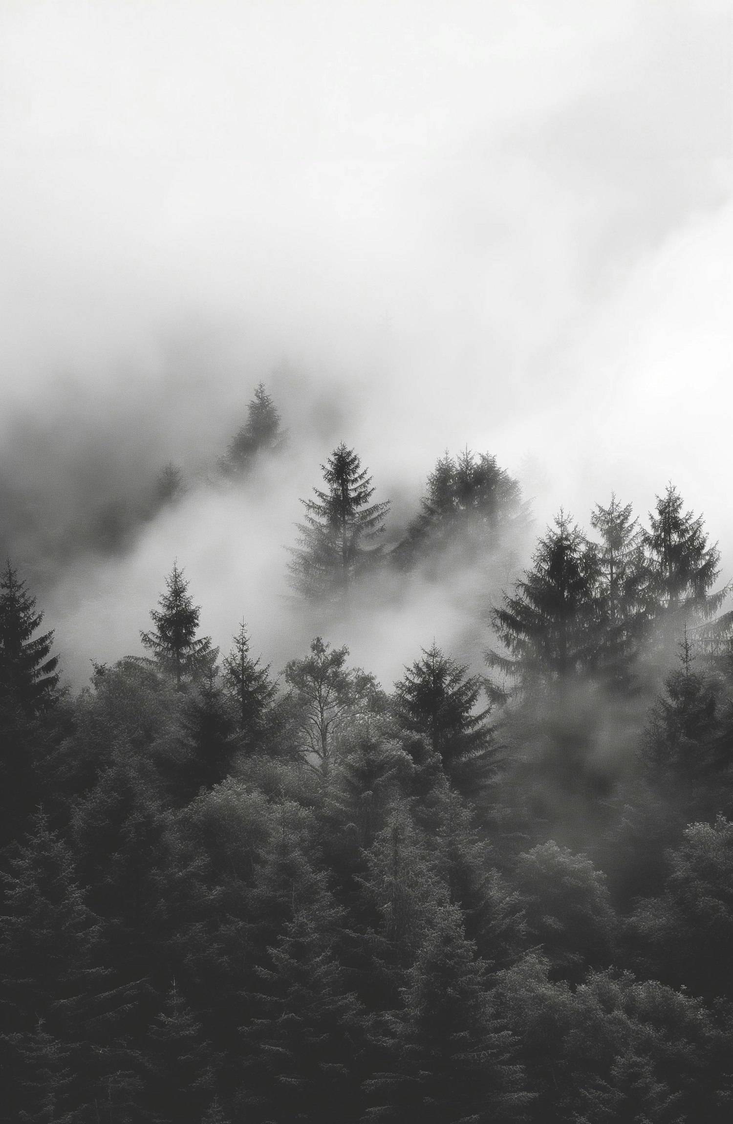 Mystical Foggy Forest