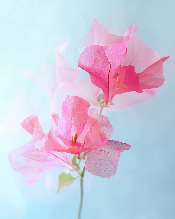 Pink Bougainvillea Art
