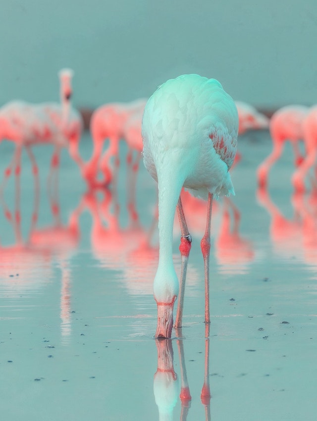 Serene Flamingo Waterscape