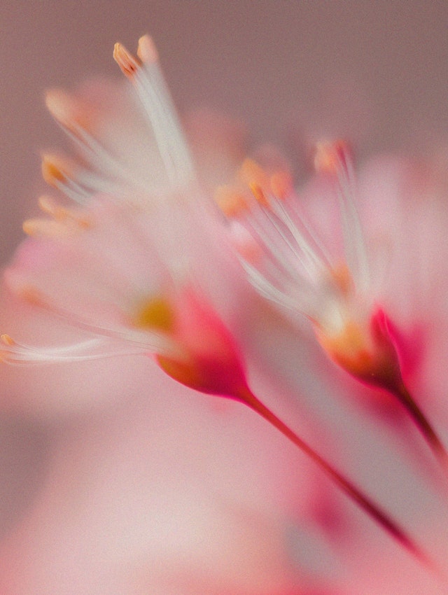 Delicate Flower Macro