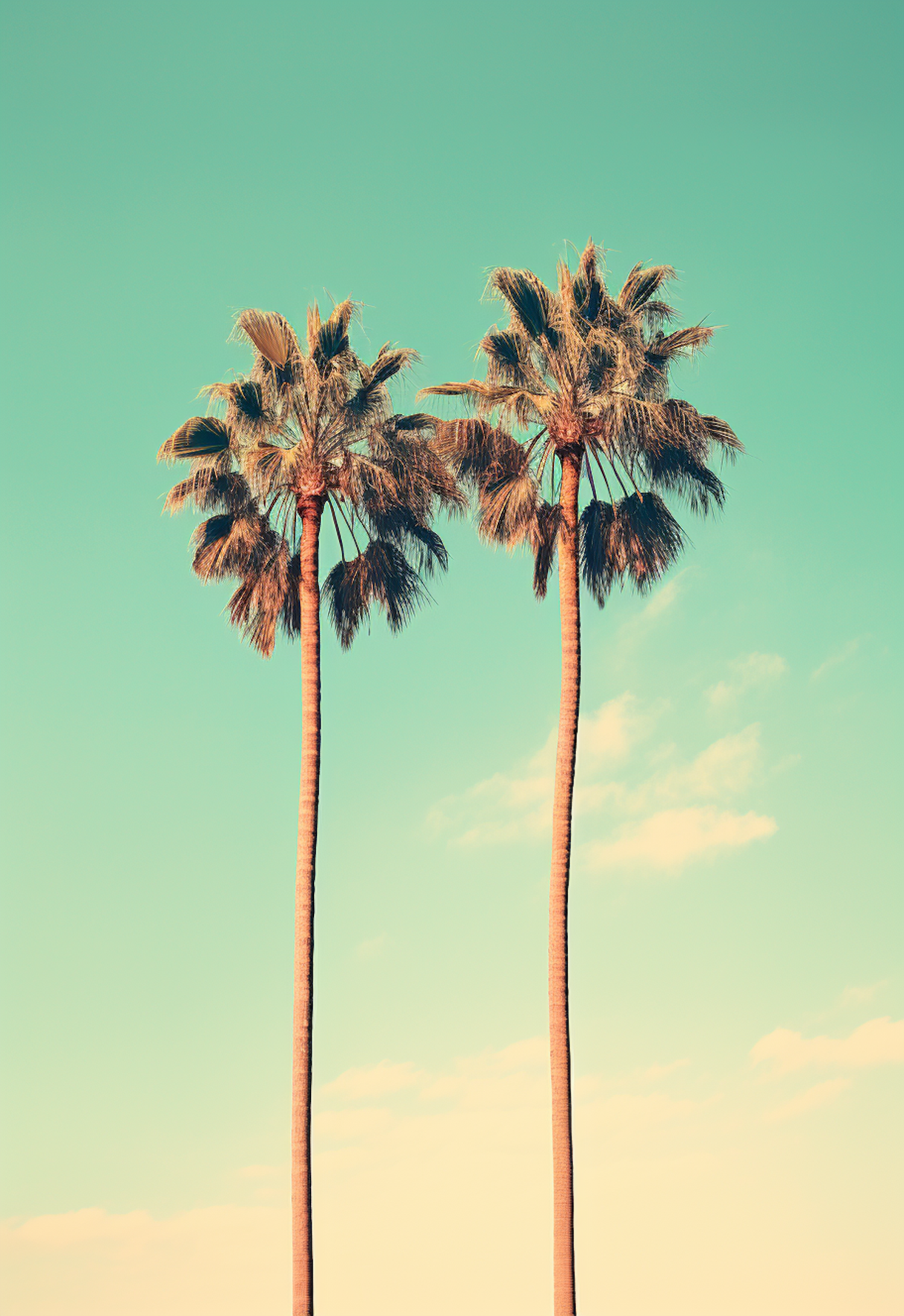 Serene Sky and Majestic Palms