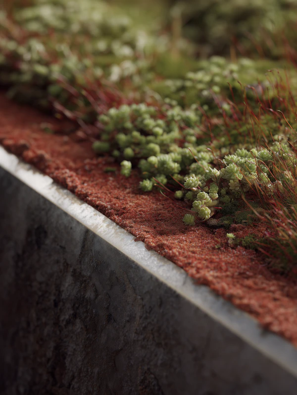 Succulent Garden Close-Up