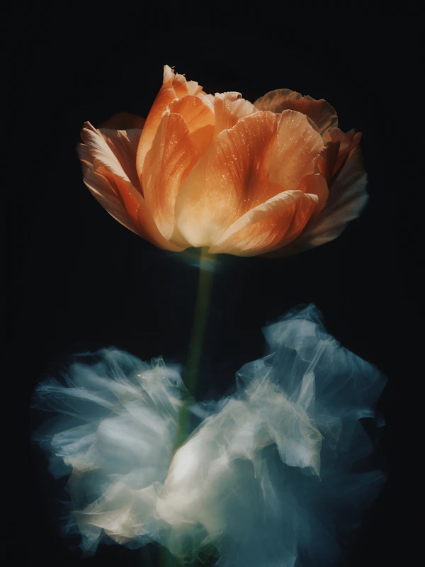Glowing Orange Blossom