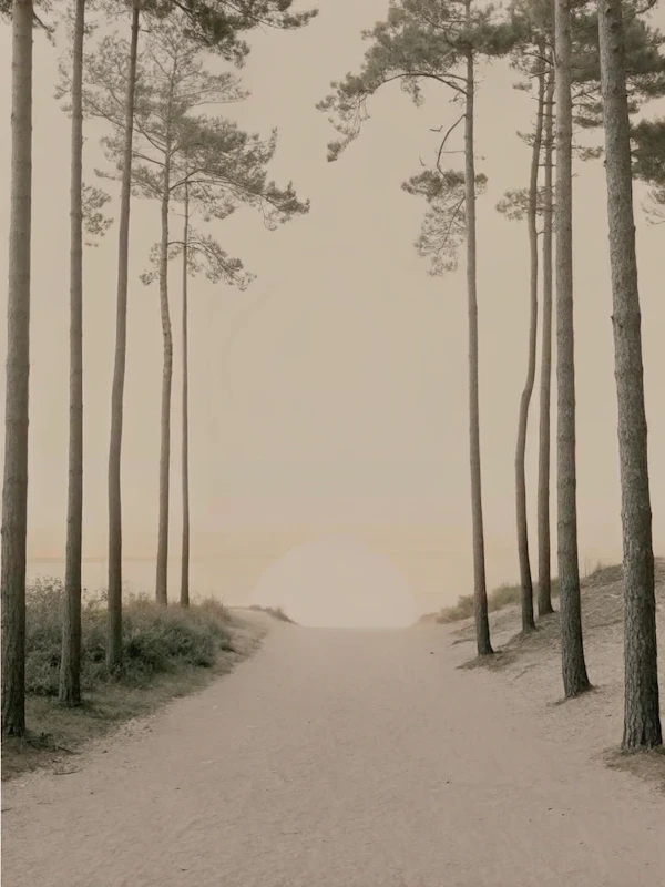 Serene Pine Pathway