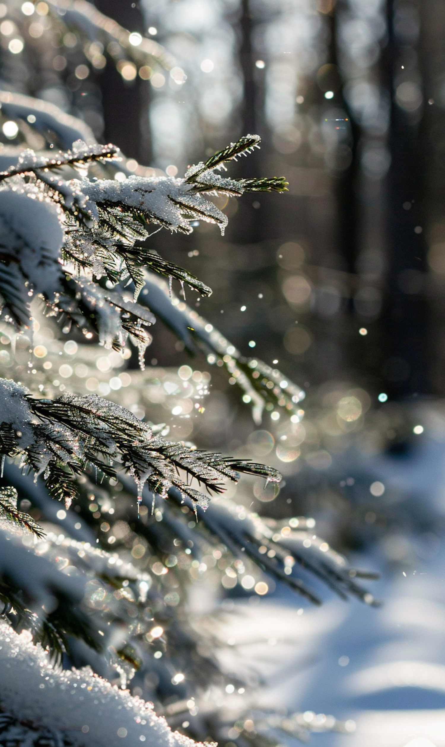 Snow-Covered Evergreen Branches