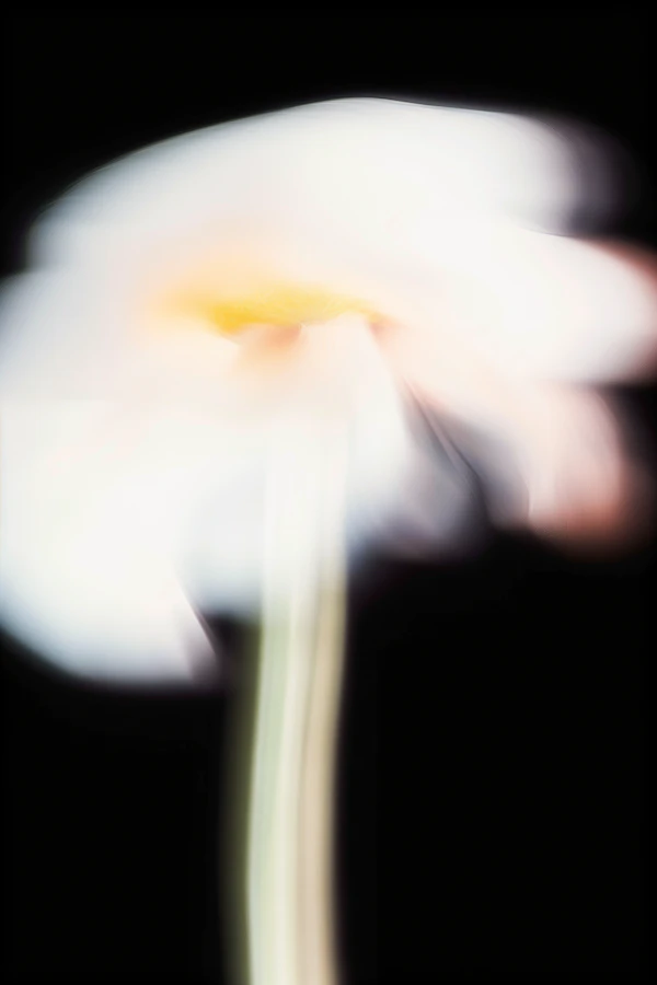 Blurred White Flower