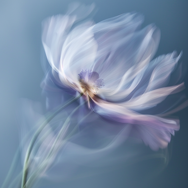 Ethereal Dancing Flower