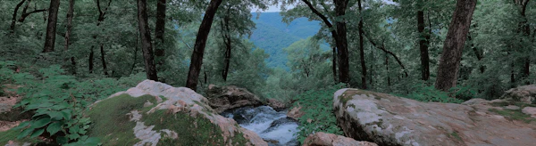 Tranquil Forest Stream