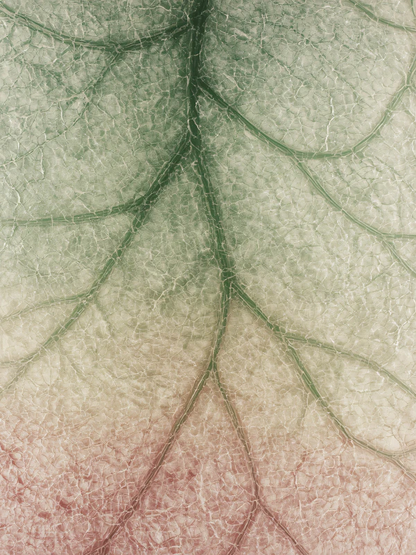 Leaf Vein Close-Up