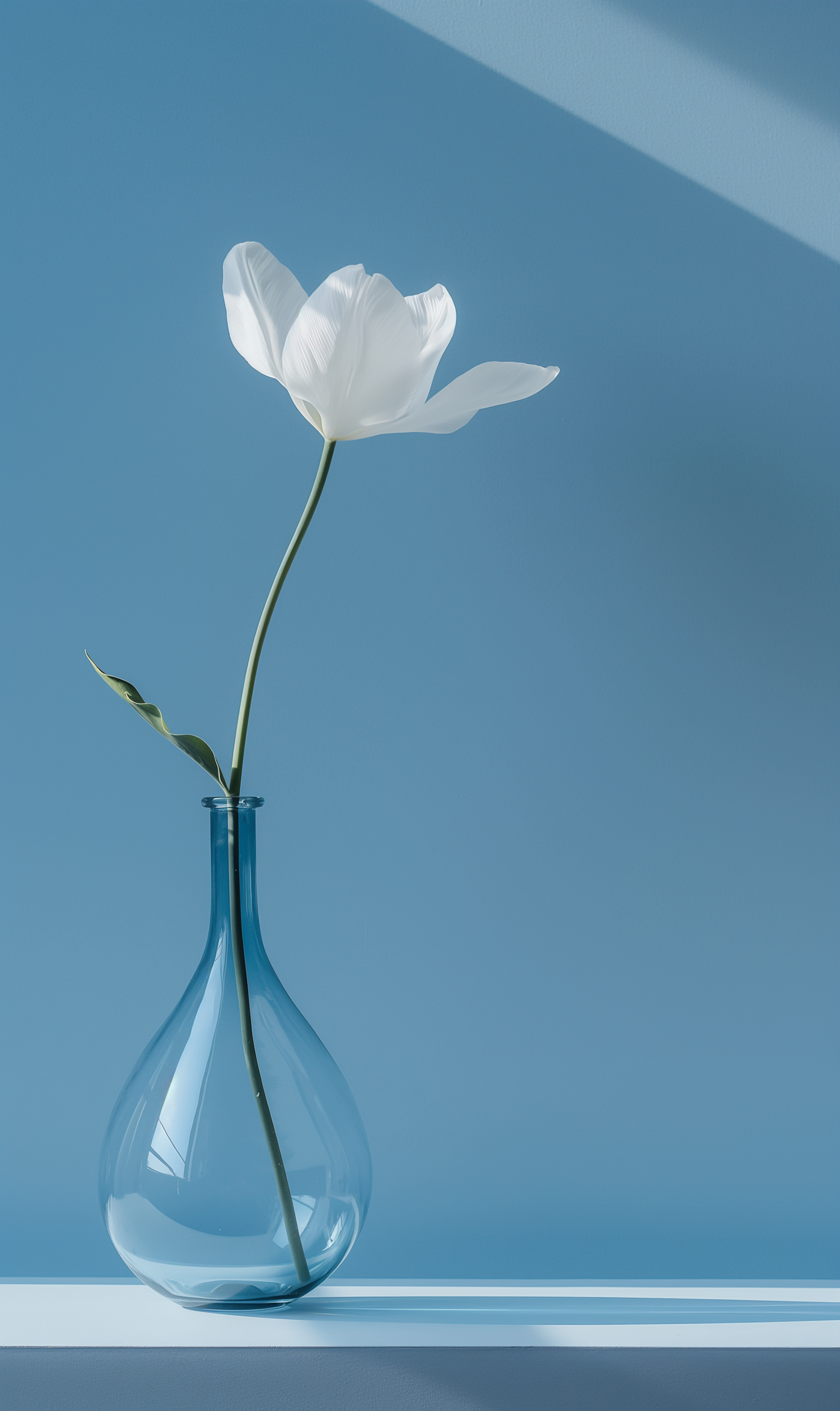 Elegant White Tulip in Blue Vase