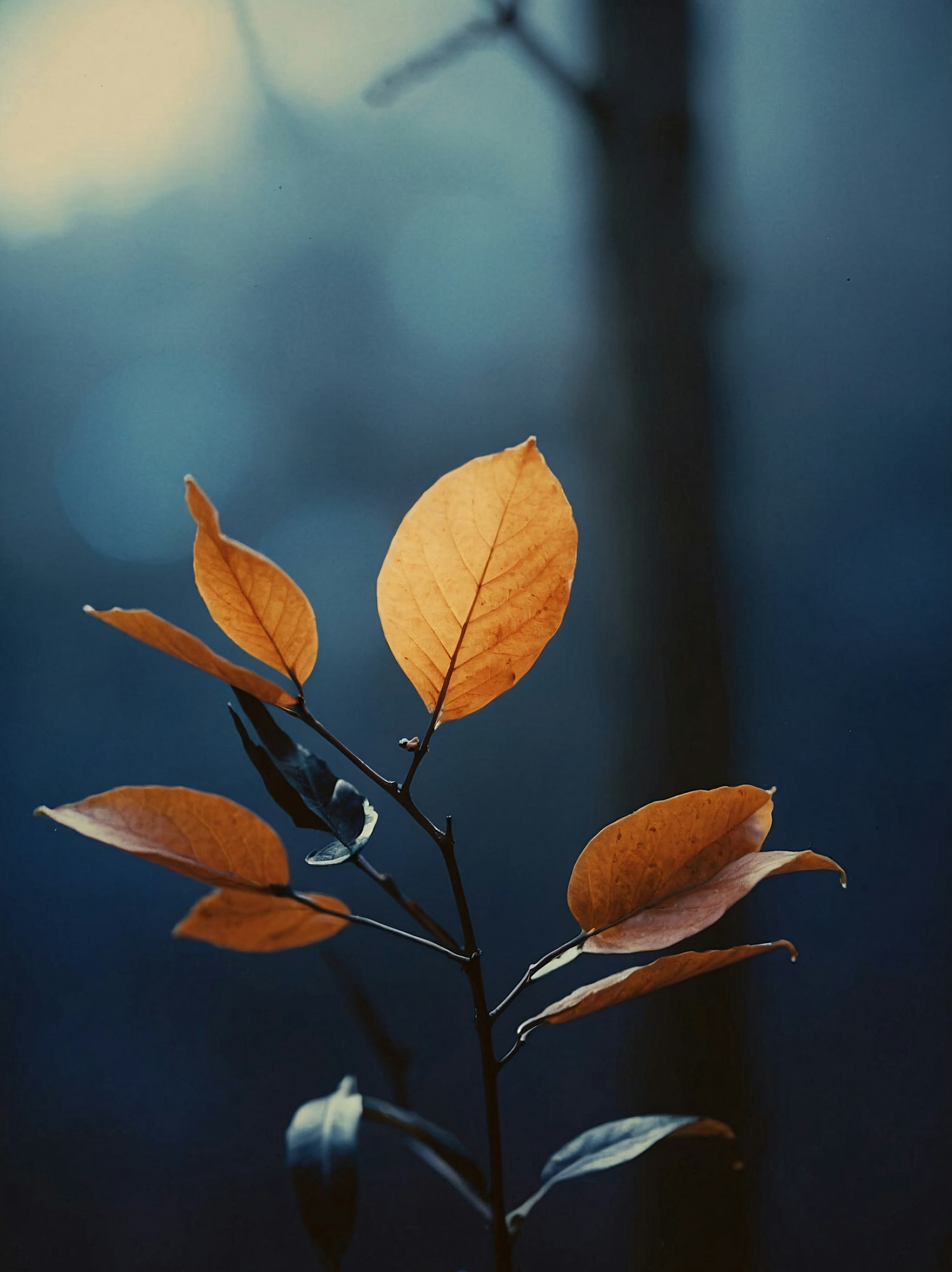 Close-up of Orange Leaves