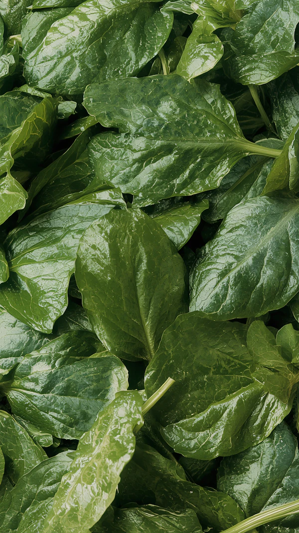 Fresh Spinach Close-Up