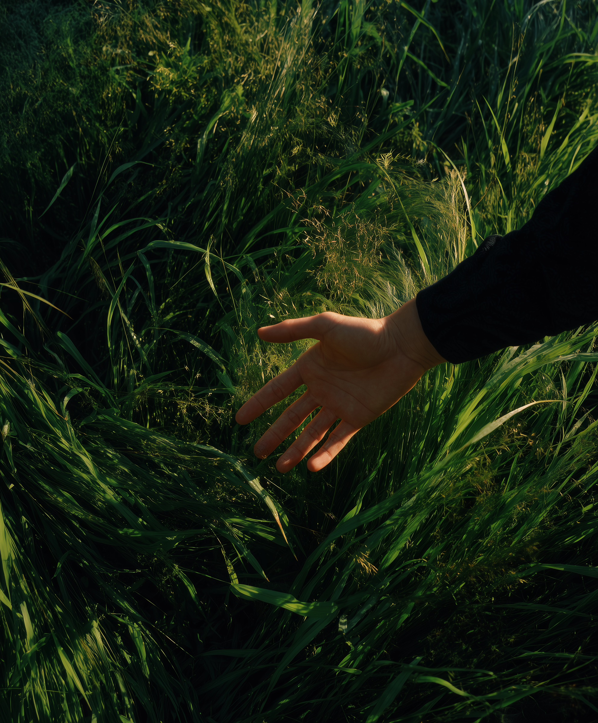 Hand in Sunlit Grass