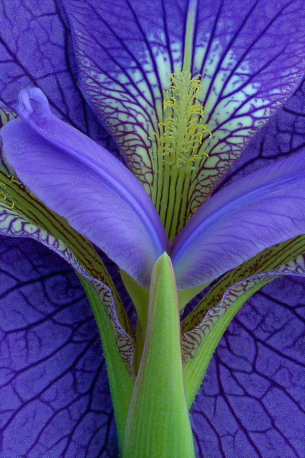 Macro Purple Iris