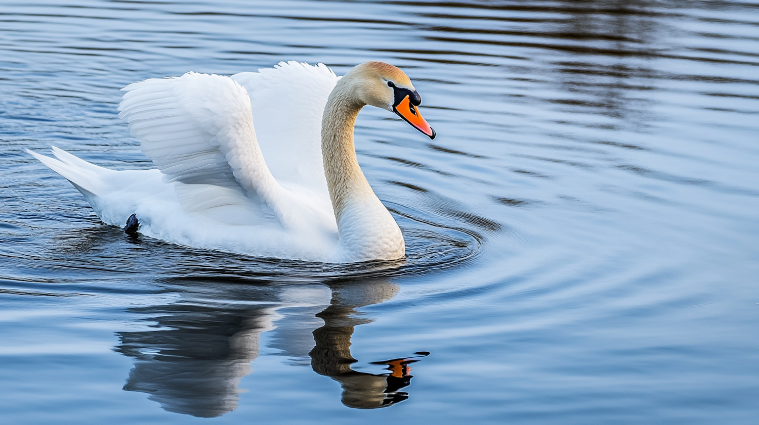 Graceful Swan on Serene Water