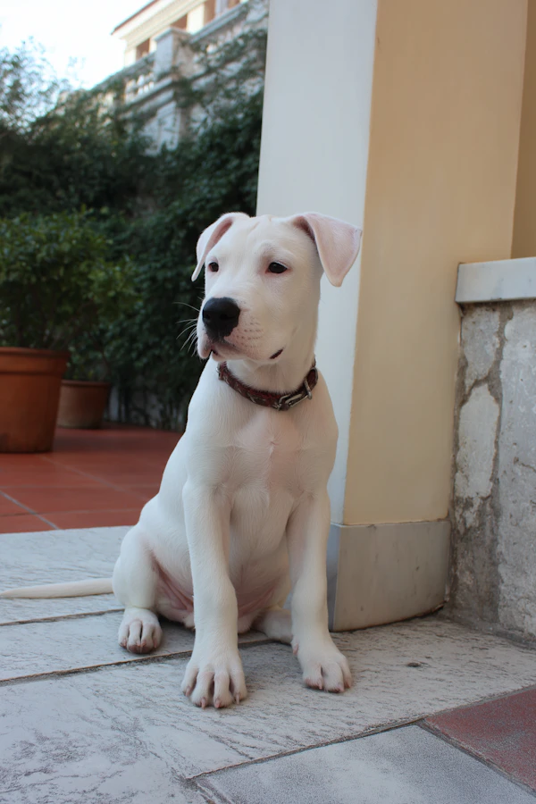 Cute Dogo Argentino Puppy on Patio