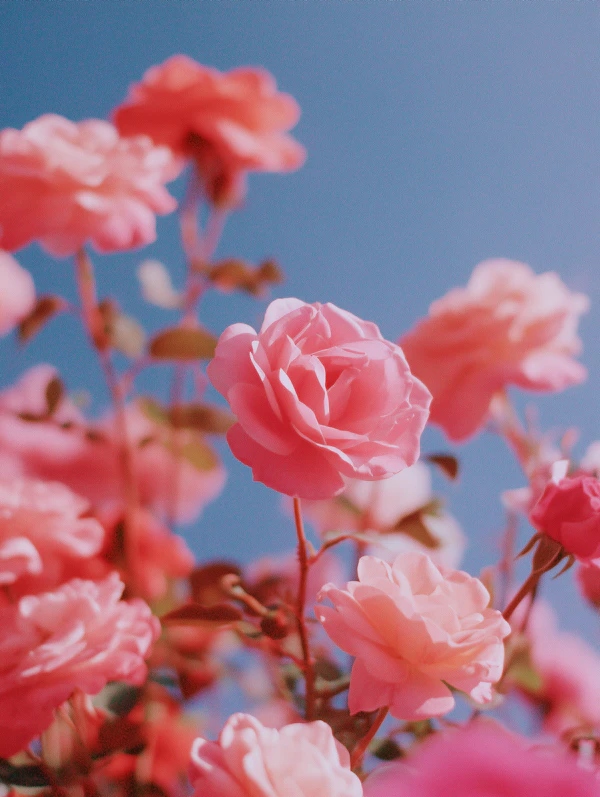 Blooming Pink Roses