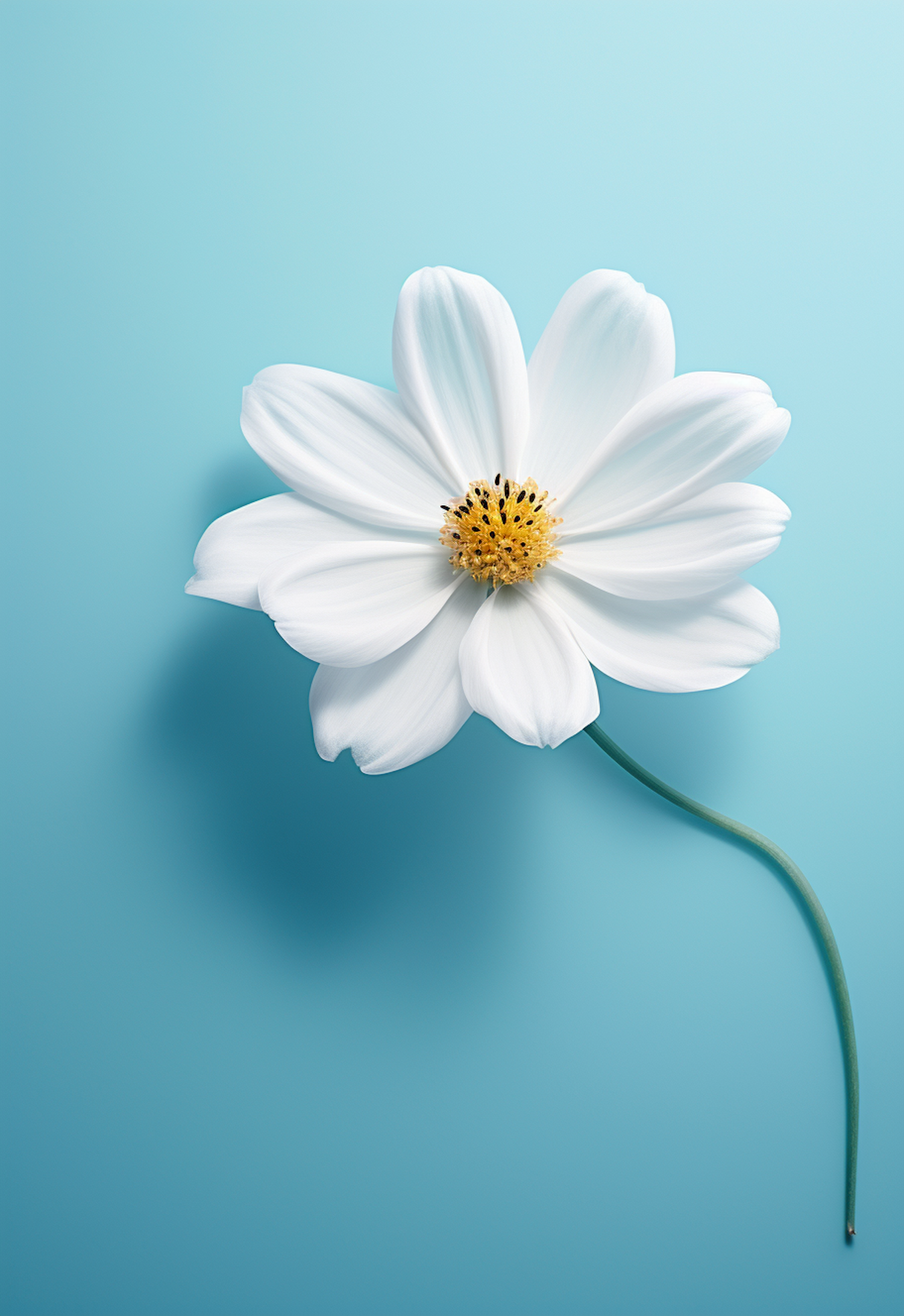 Elegant White Bloom on Blue