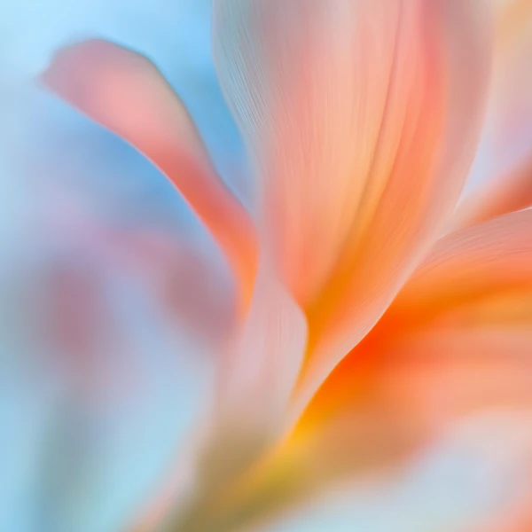 Dreamy Flower Petal