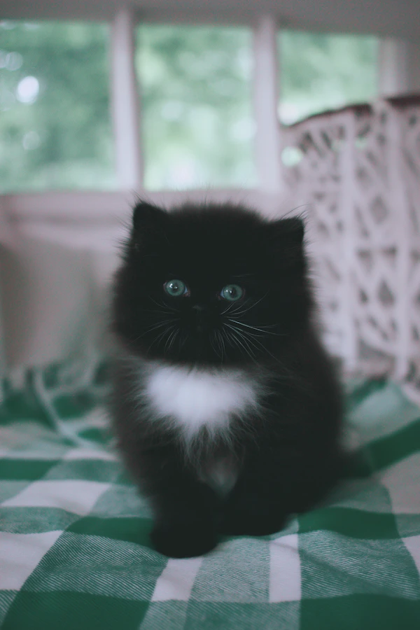 Curious Black Persian Kitten