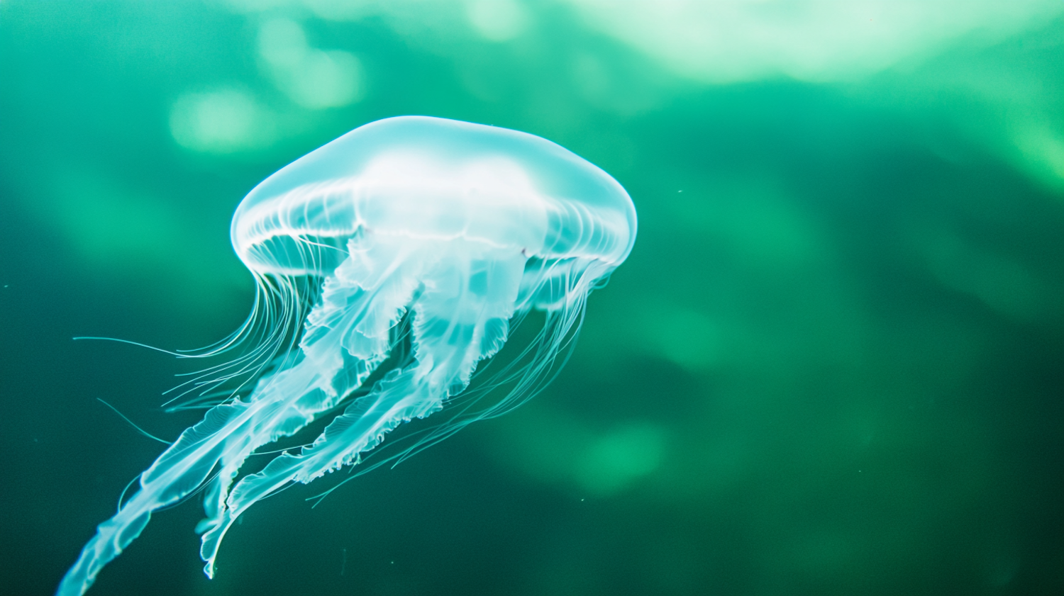 Graceful Jellyfish in Green Aquatic Environment