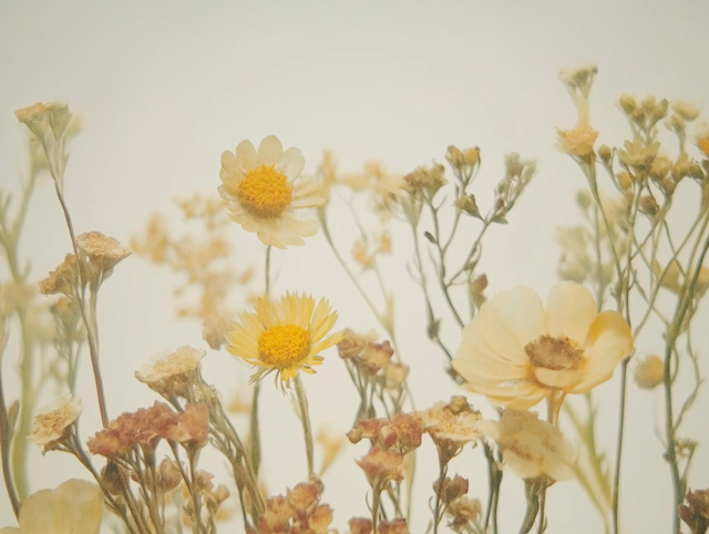 Delicate Wildflowers