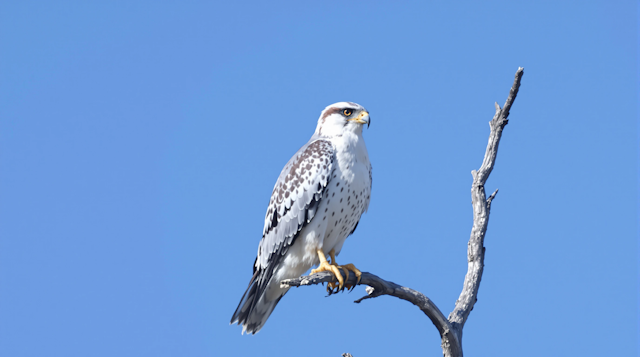 Bird of Prey on Branch