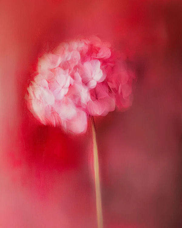 Dreamy Pink Hydrangea
