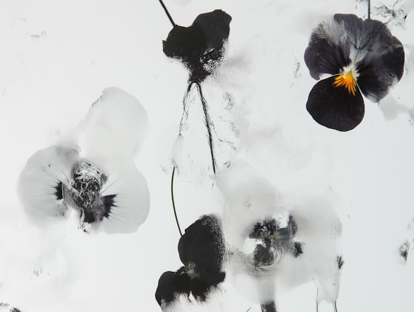 Frozen Pansy Flowers