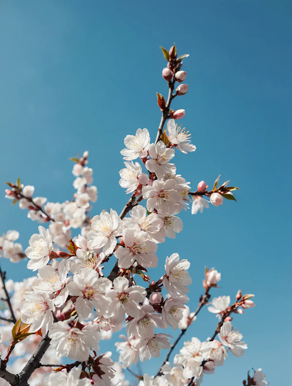 Cherry Blossoms in Bloom