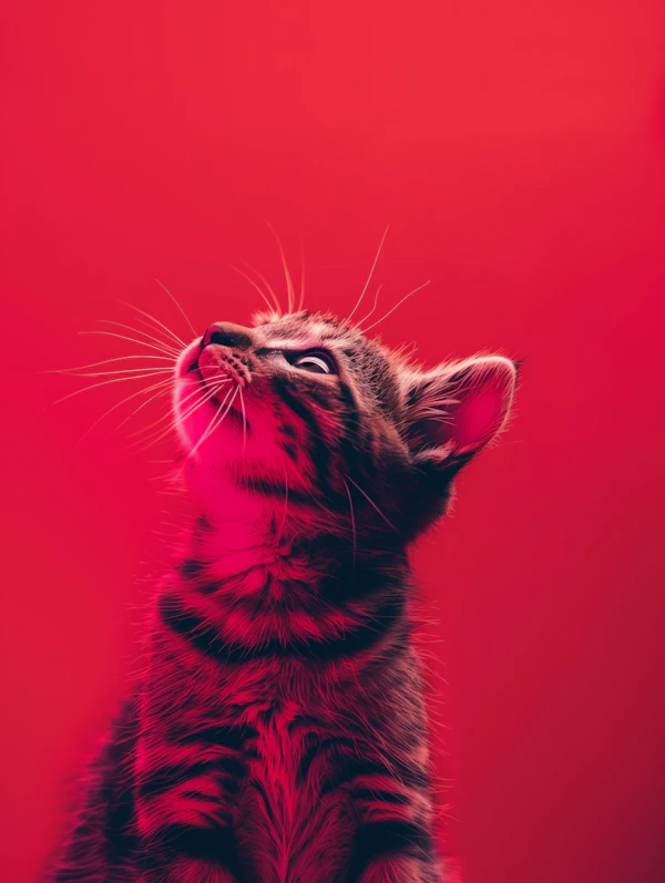 Curious Kitten with Red Background