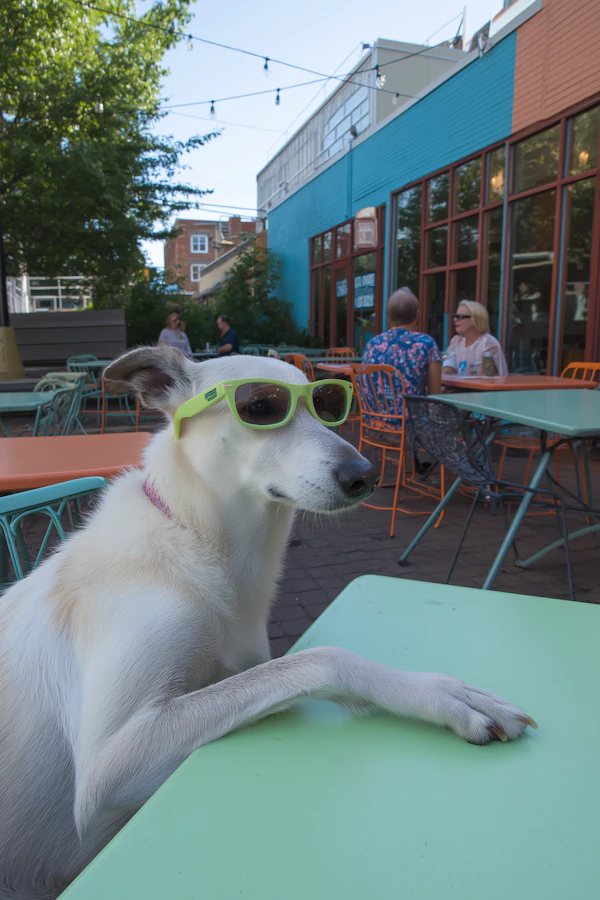 Stylish Cafe Dog