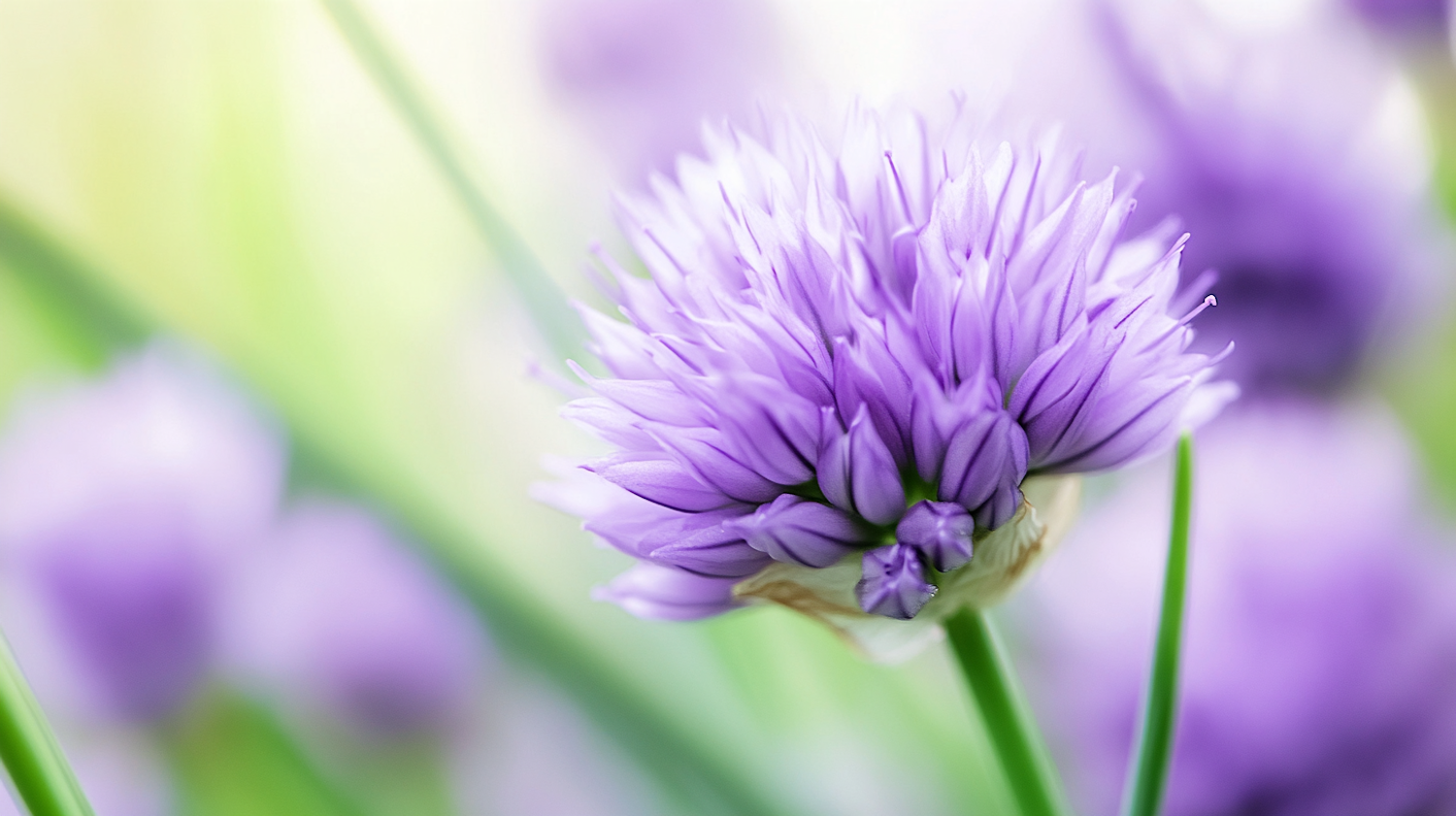 Close-up of Purple Chive Flower