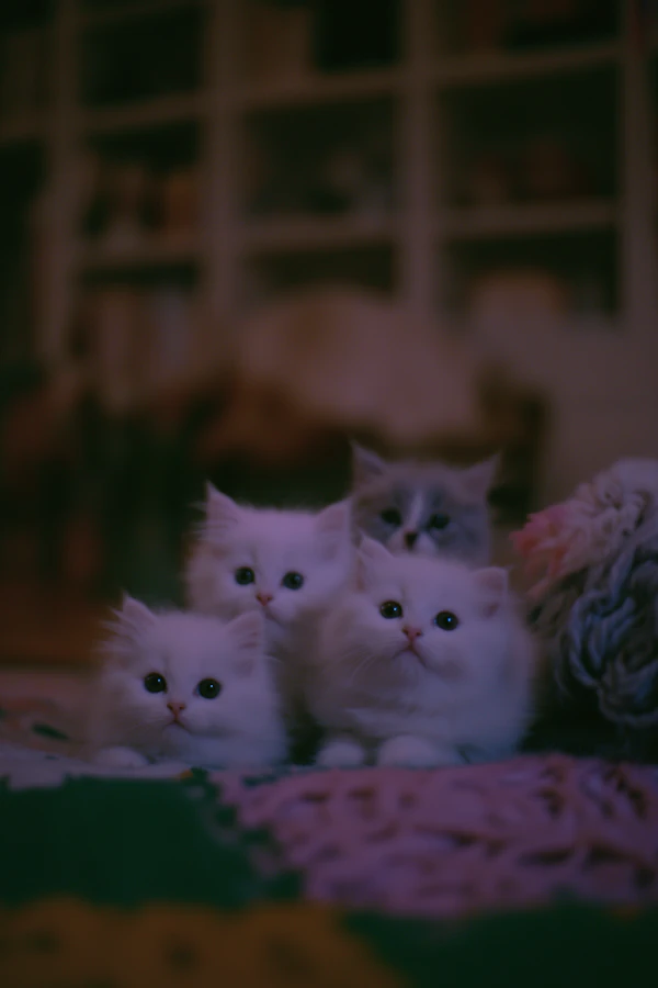 Beautiful White Persian Kittens