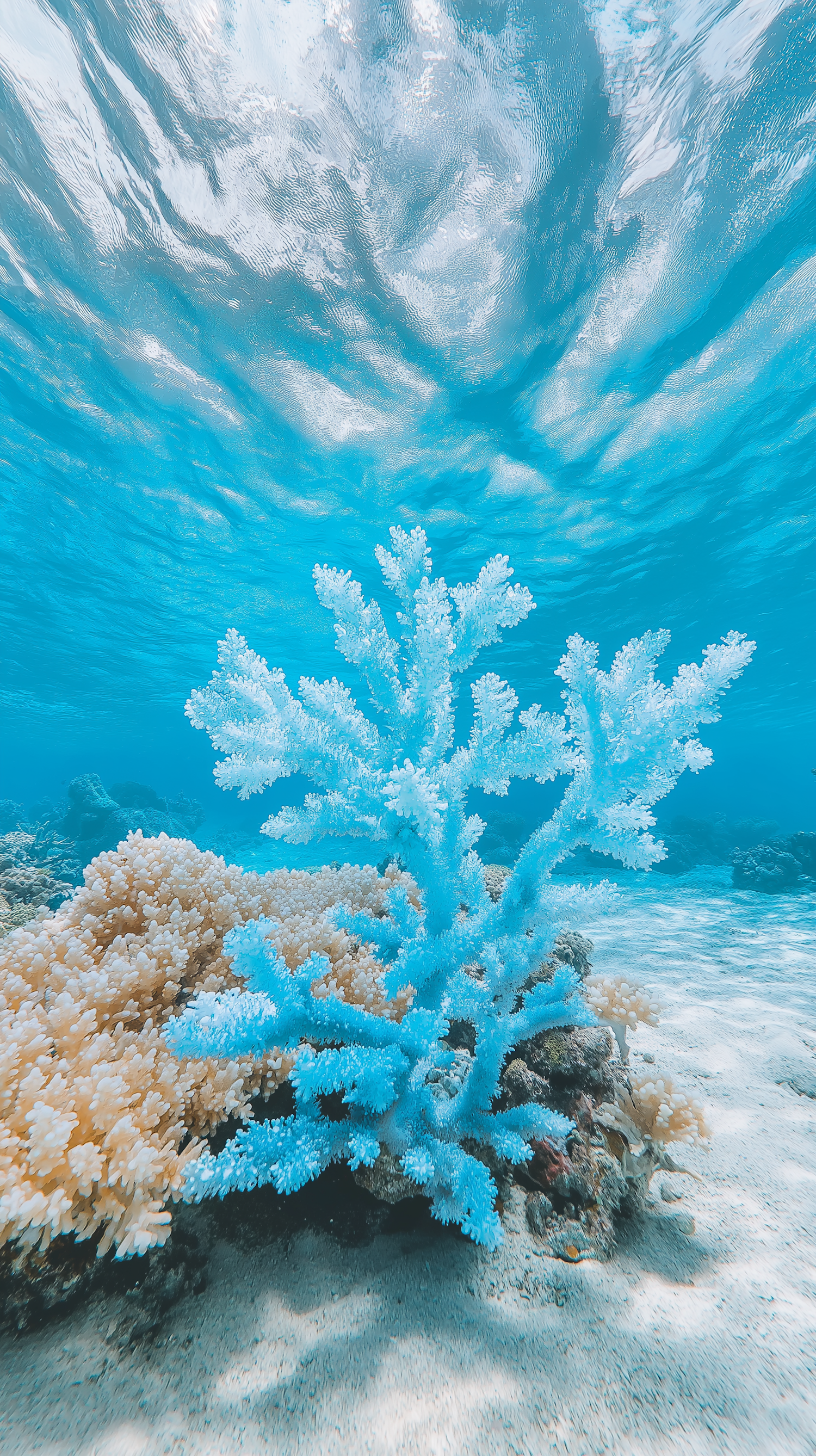 Serene Underwater Coral Ecosystem