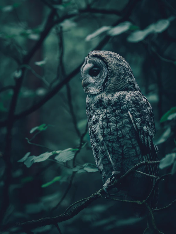 Vigilant Owl in Forest